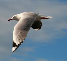 http://www.slrphotographyguide.com/flying-birds-tips.shtml