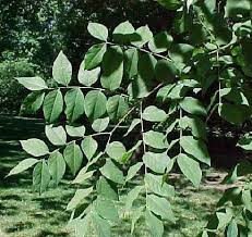 http://troymi.gov/parksrec/trees/treestoplant/KentuckyCoffeeTree.asp