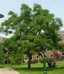 http://www.colostate.edu/Dept/CoopExt/4dmg/Trees/coffee.htm