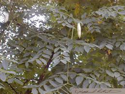 http://campus.murraystate.edu/academic/faculty/howard.whiteman/field/plants/plantgallery/common_plants_of_kentucky.htm