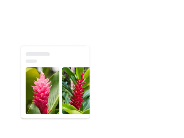 Les coins blancs arrondis d'un carré entourent une plante rouge épineuse qui est identifiée comme étant du gingembre rouge