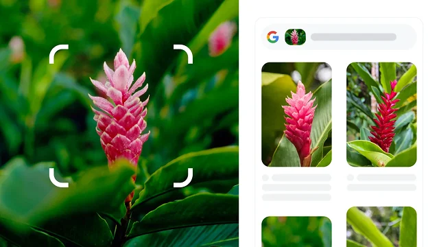 Les coins blancs arrondis d'un carré entourent une plante rouge épineuse qui est identifiée comme étant du gingembre rouge